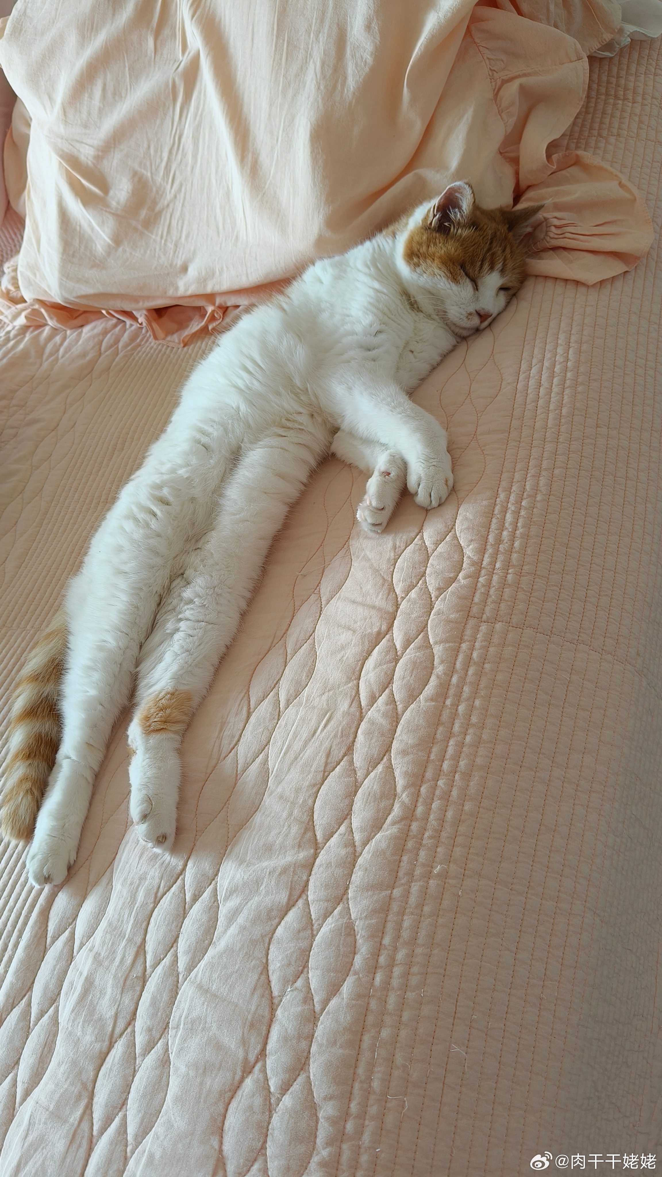 猫条