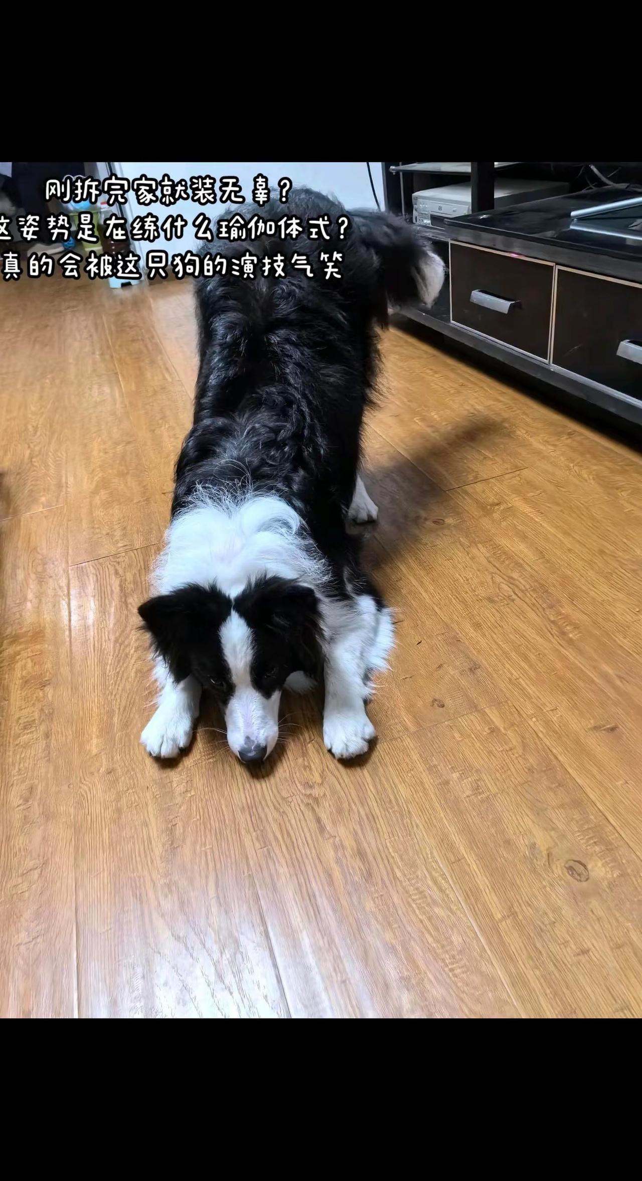 就想看看你家的边牧有没有这样销魂的翘臀姿势，来，一起玩啊！