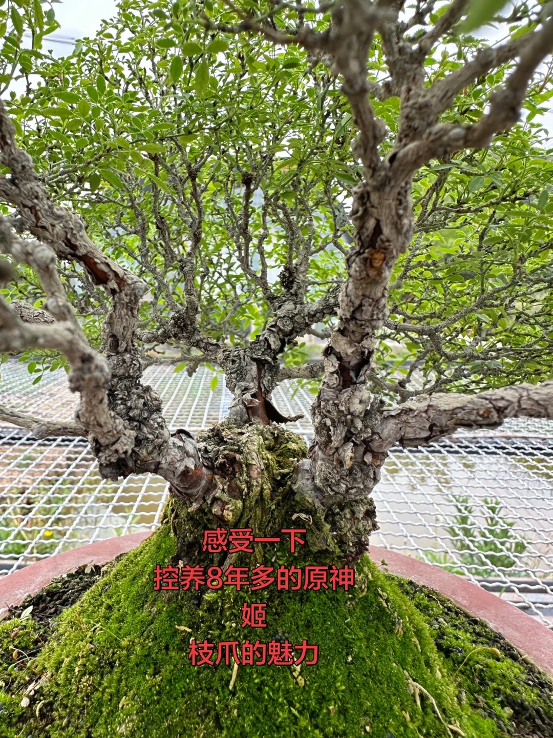 来看看8年原生姬枝爪的魅力