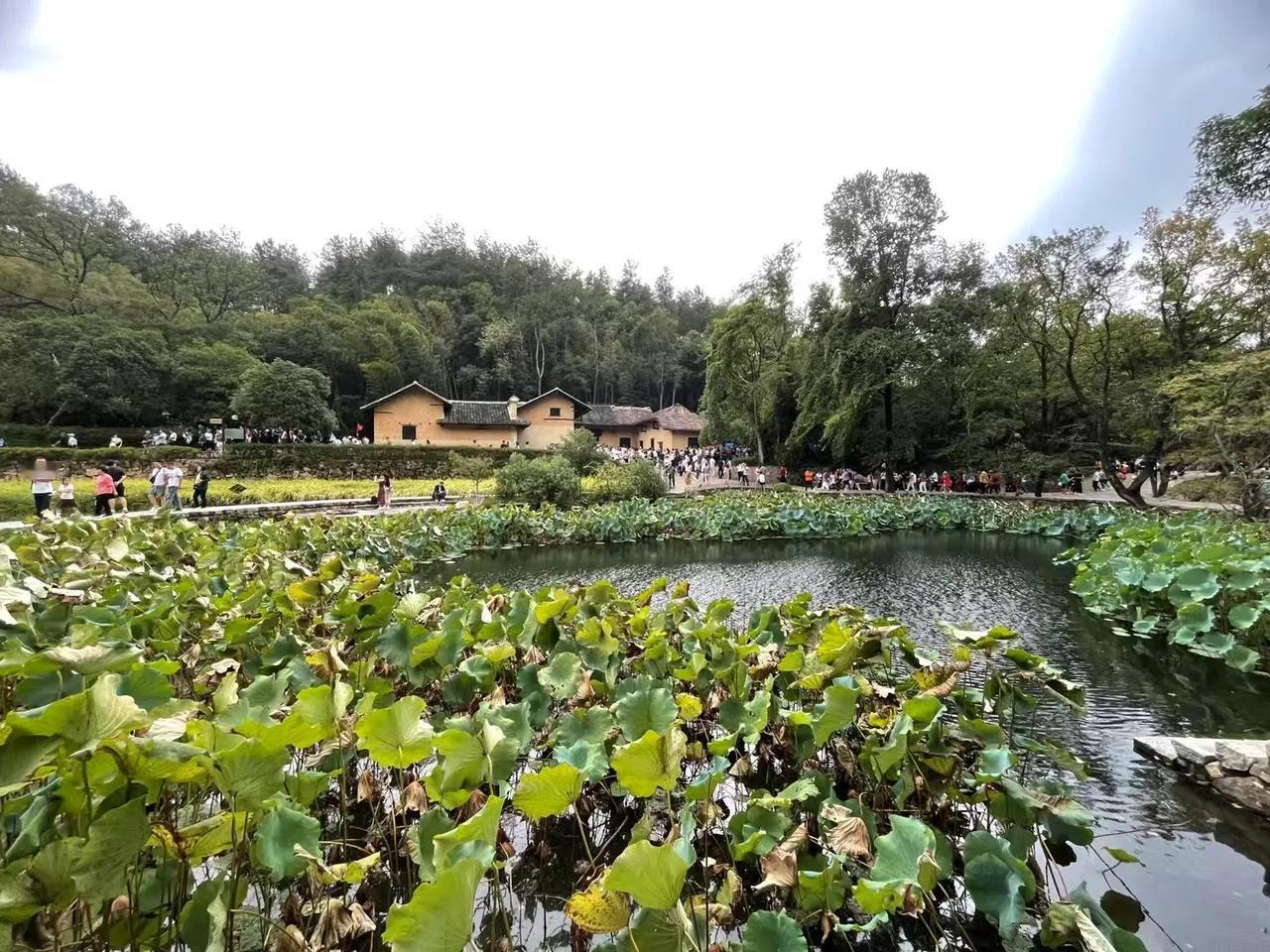 #拍一张秋日景色看美不美#
人间的饭吃一碗少一碗，身边的人见一面少一面；脚下的路