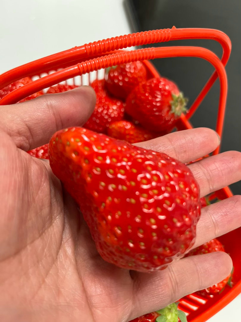 草莓真大 