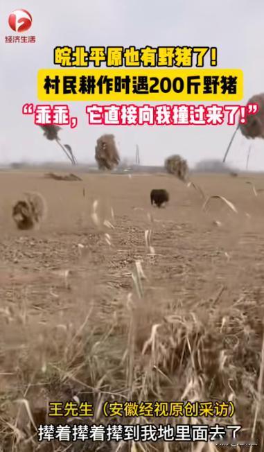 “心真大啊！”近日，安徽蚌埠，一男子在田里浇地时，突然看见远处有一头野猪，正朝着