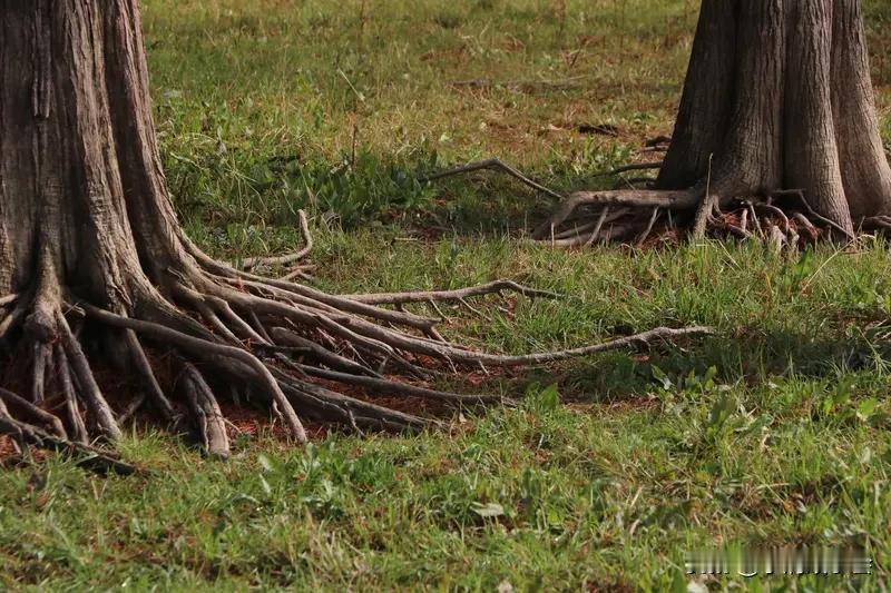 中国人总说落叶归根，那根到底是什么呢？从文化层面看，根或许是家乡的山水、族里的老