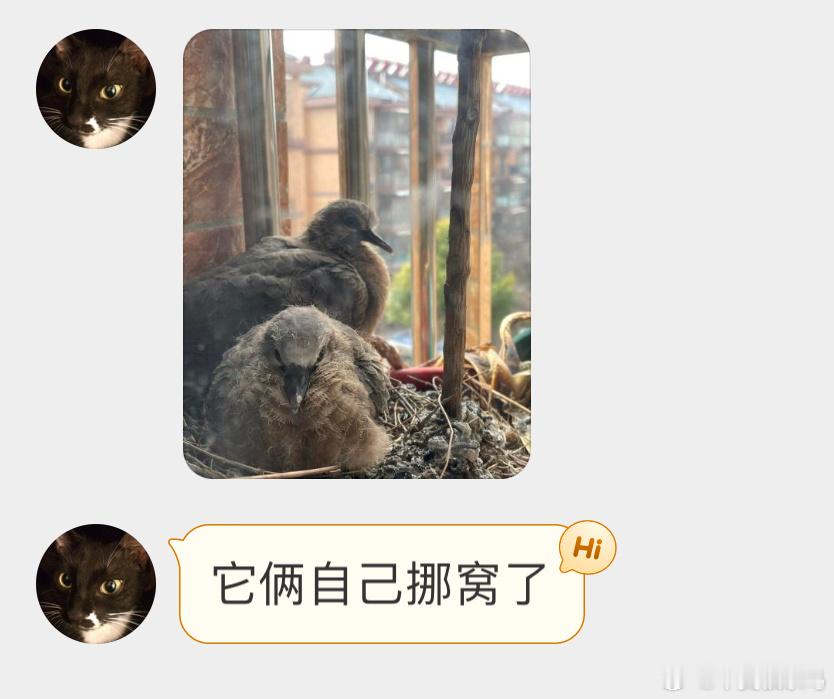 #鸟粉投稿# 花盆里随地大小蛋的珠颈斑鸠盆栽直接被压塌🙊旁边放了几个人工鸟窝宝