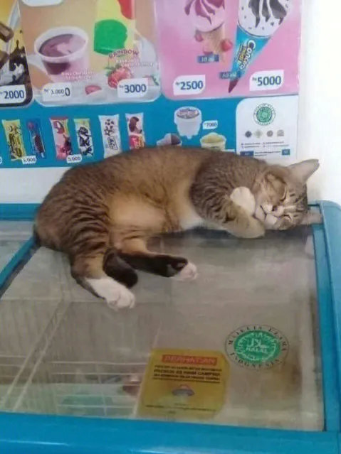 这猫咪有点傻啊，这不是越睡越冷么！
