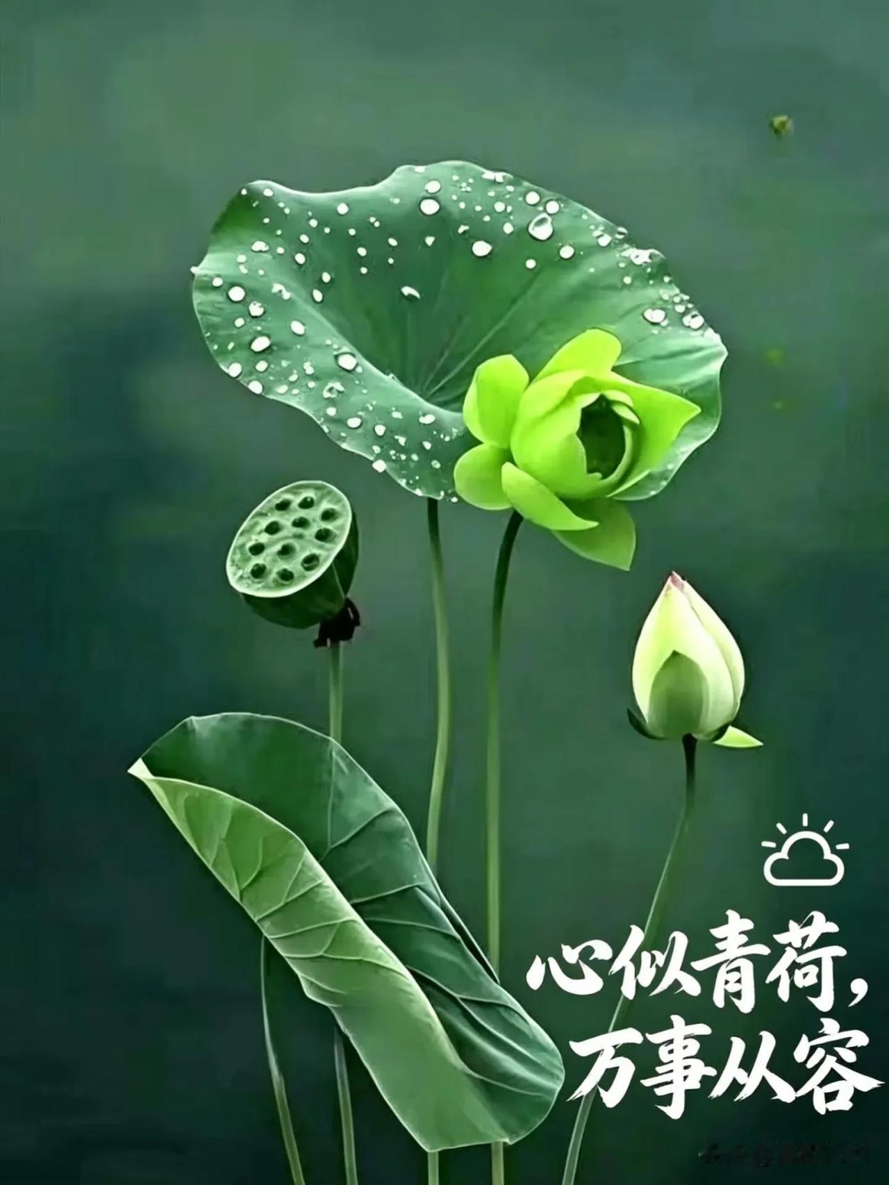 新的一天，愿平安和快乐常伴你左右。