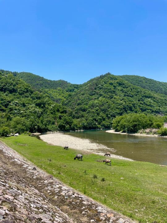 河边树下好凉快🧊水清人少好露营🏕