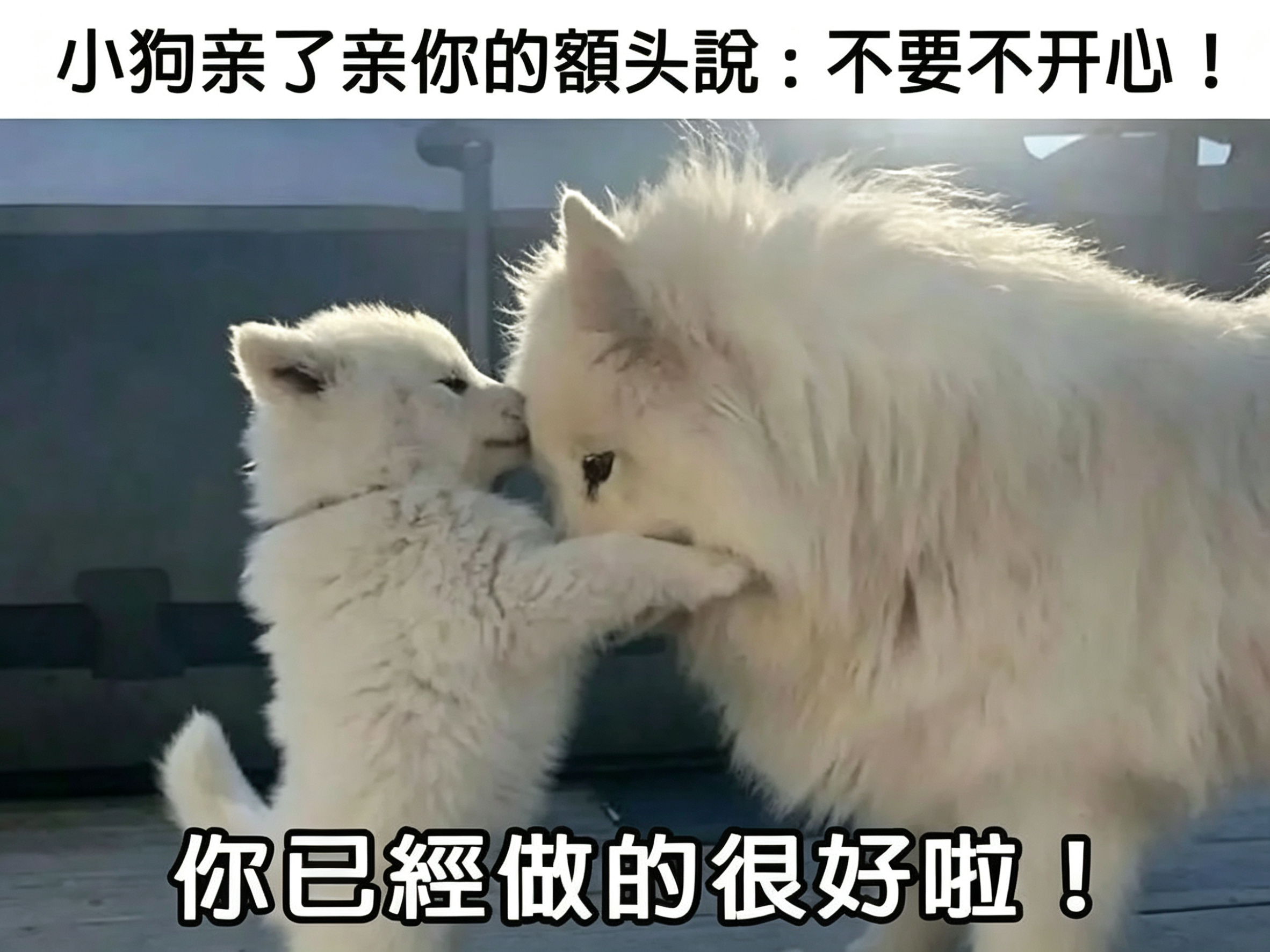 世间所有温柔，都藏在小家伙的可爱里～meme