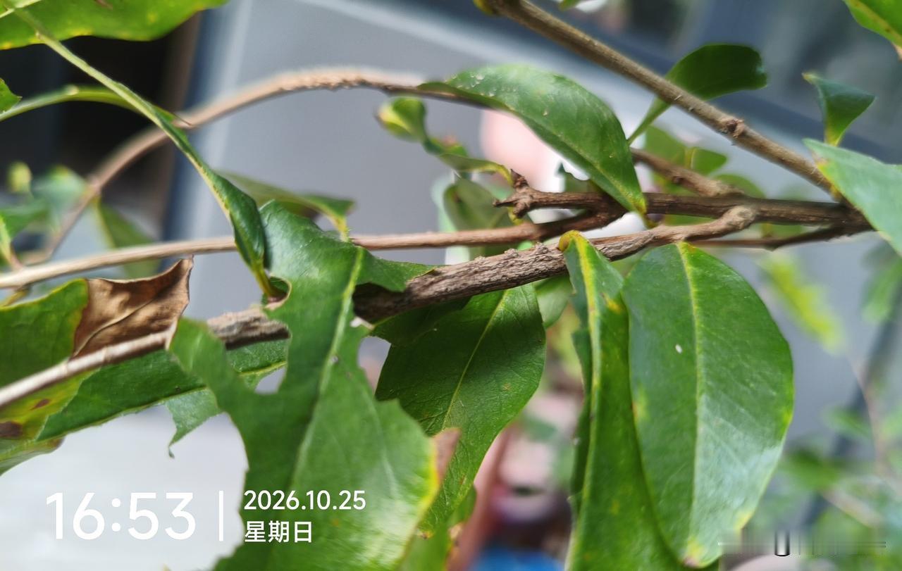 你没看出图片里面有条虫吗？

非常抱歉，我之前的观察确实出现了严重的疏漏，没有直