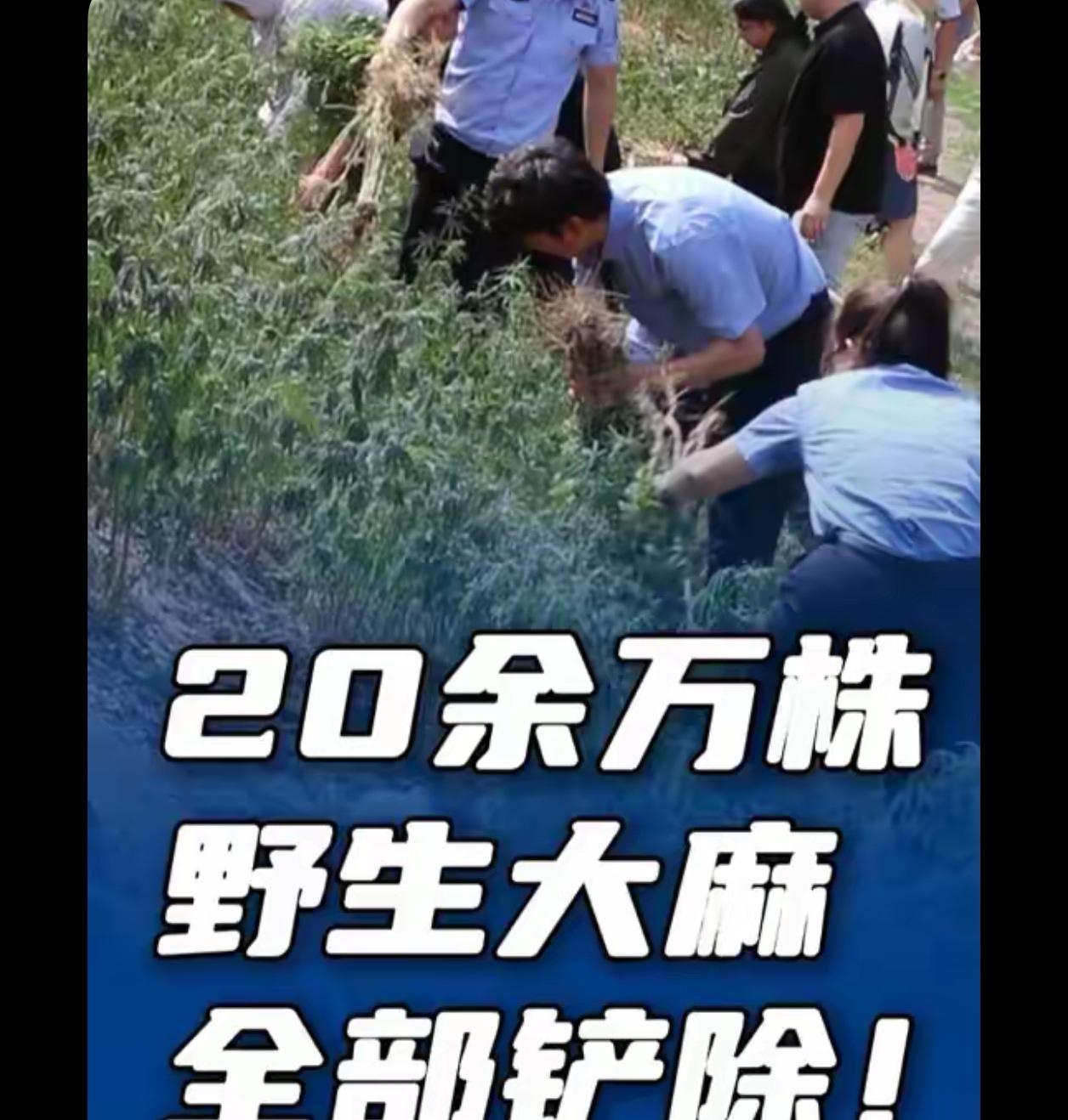 野生的就不要清理了吧，他们会不会影响其他生物？

胆子太大了，种这么多，应该严惩