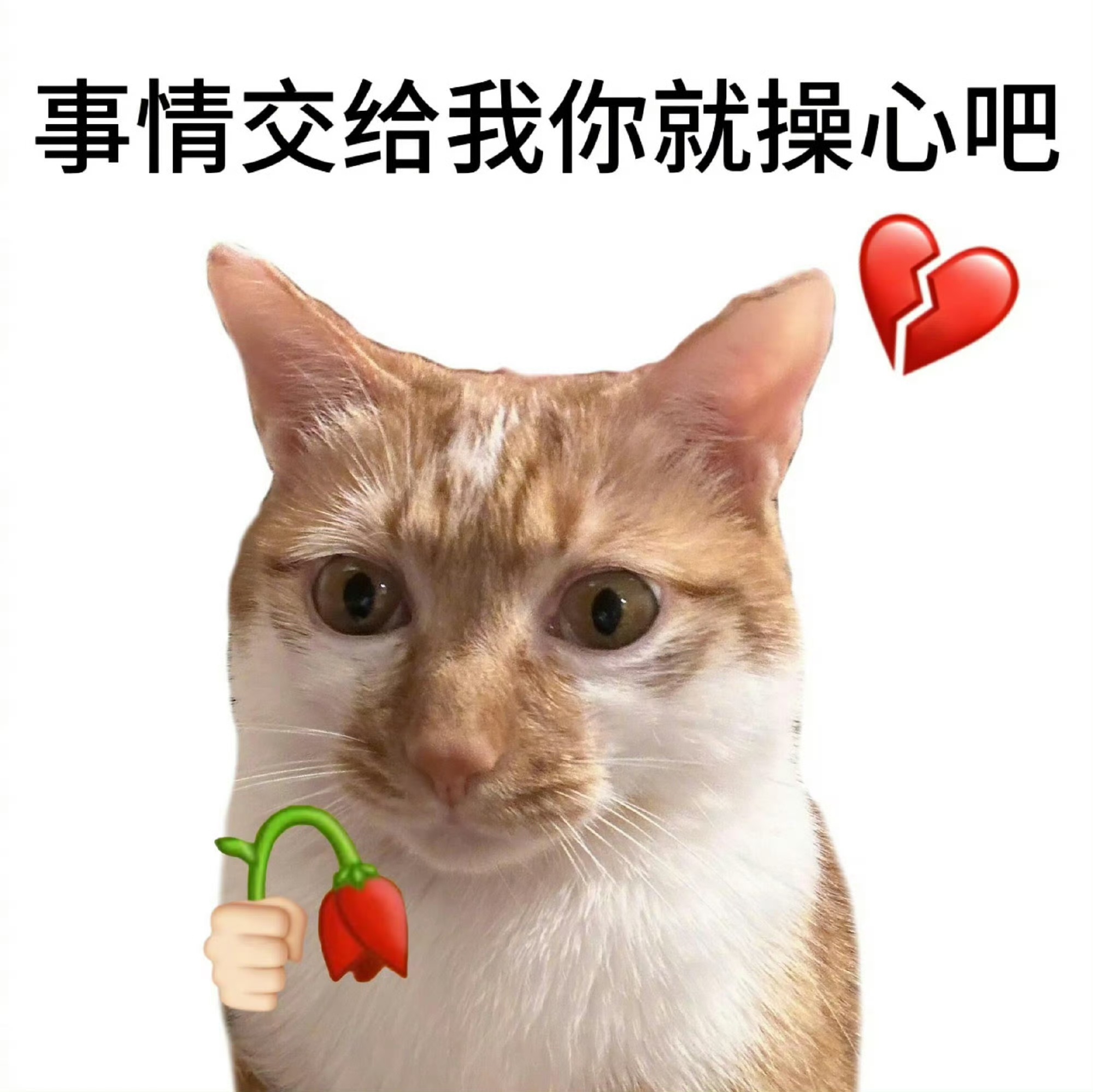 没有人可以试图利用本狐，因为本狐没有用[哈哈] ​​​