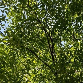 🍃树叶拥住清风蓝天，步履向前，万事皆有盼头 