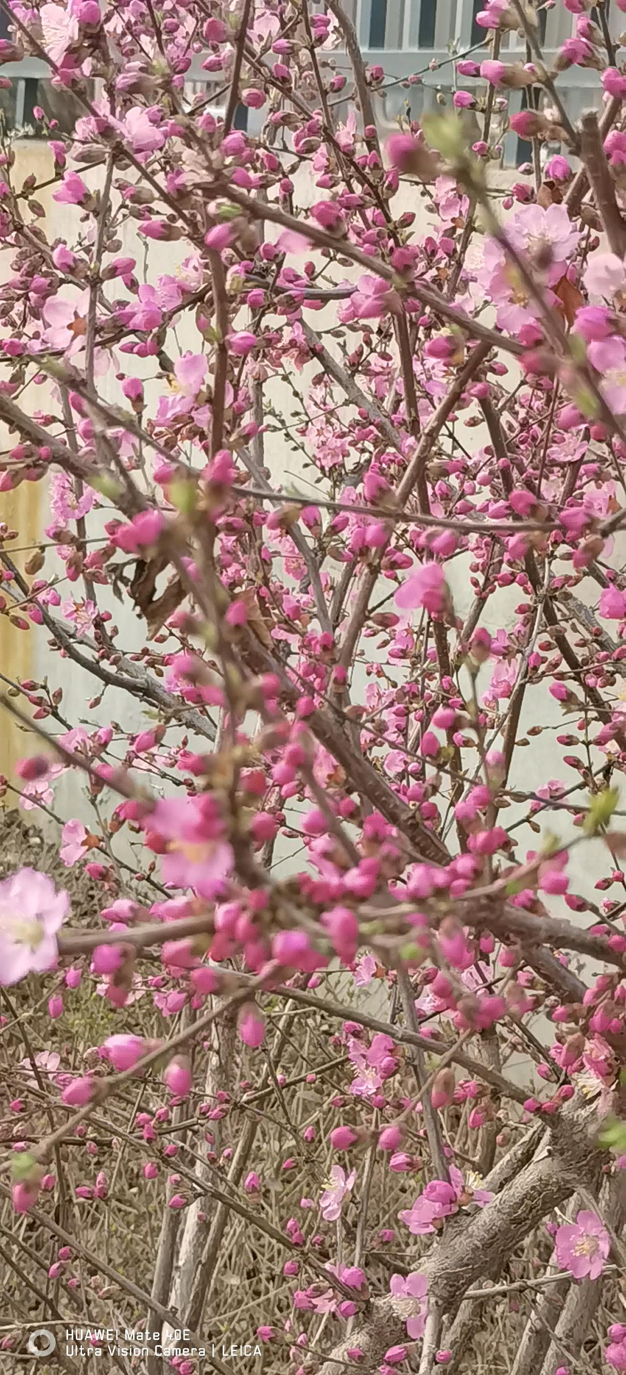 春天来了，朋友邀我去看看他养的当归鸡，吃当归和各种药材喂养的鸡，我们驱车前往，到
