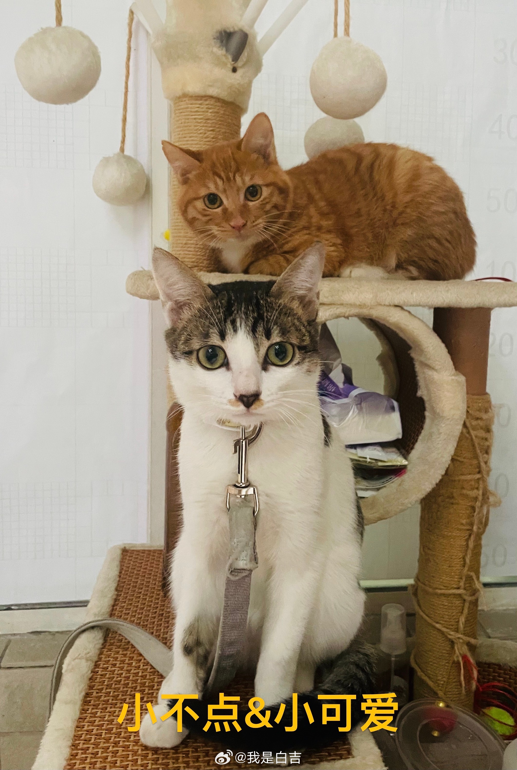 #广州领养##广州领养[超话]# 小布丁&小可爱（橘貓）”两位小盆友（公貓），已