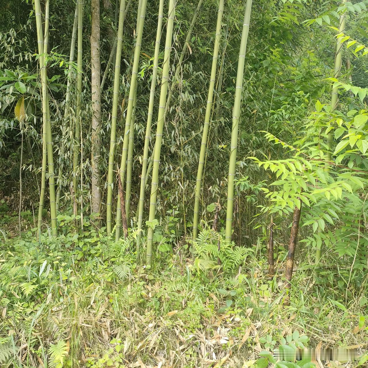 因为我爸常年用嘴巴说想念外孙，所以五一节我就带回来，让他用实际行动想念，今天爬山