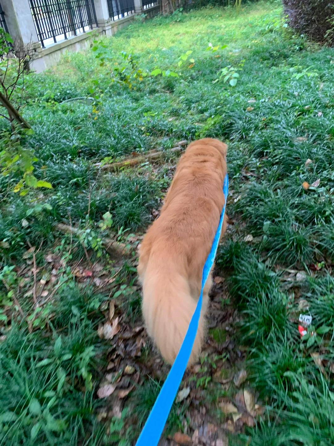 下雨天也要遛的🌧️