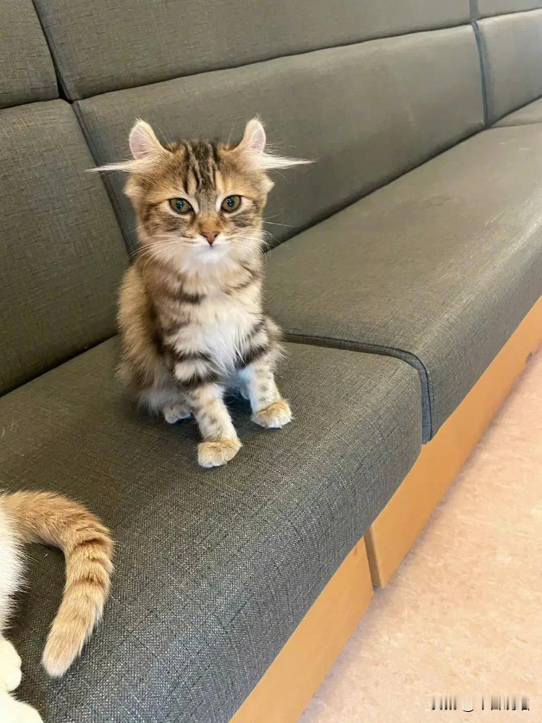 第一次见聪明毛这么长的小猫咪它一定很聪明吧！