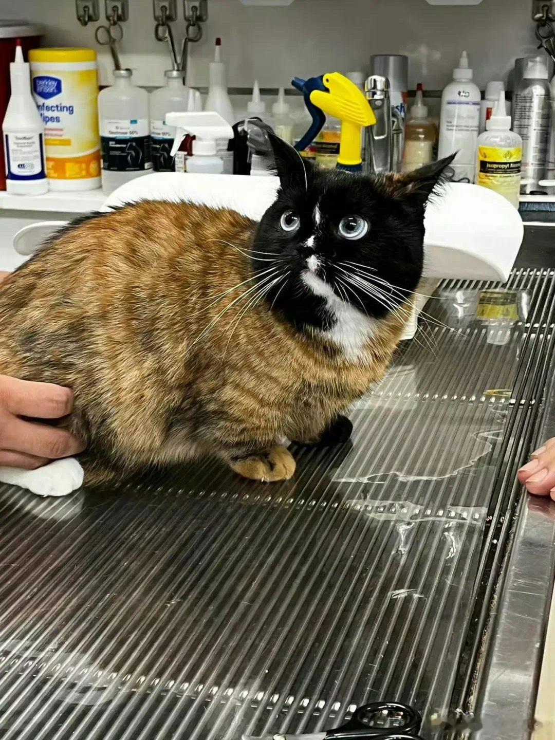 双拼小猫 宠物卖萌中心 ​​​