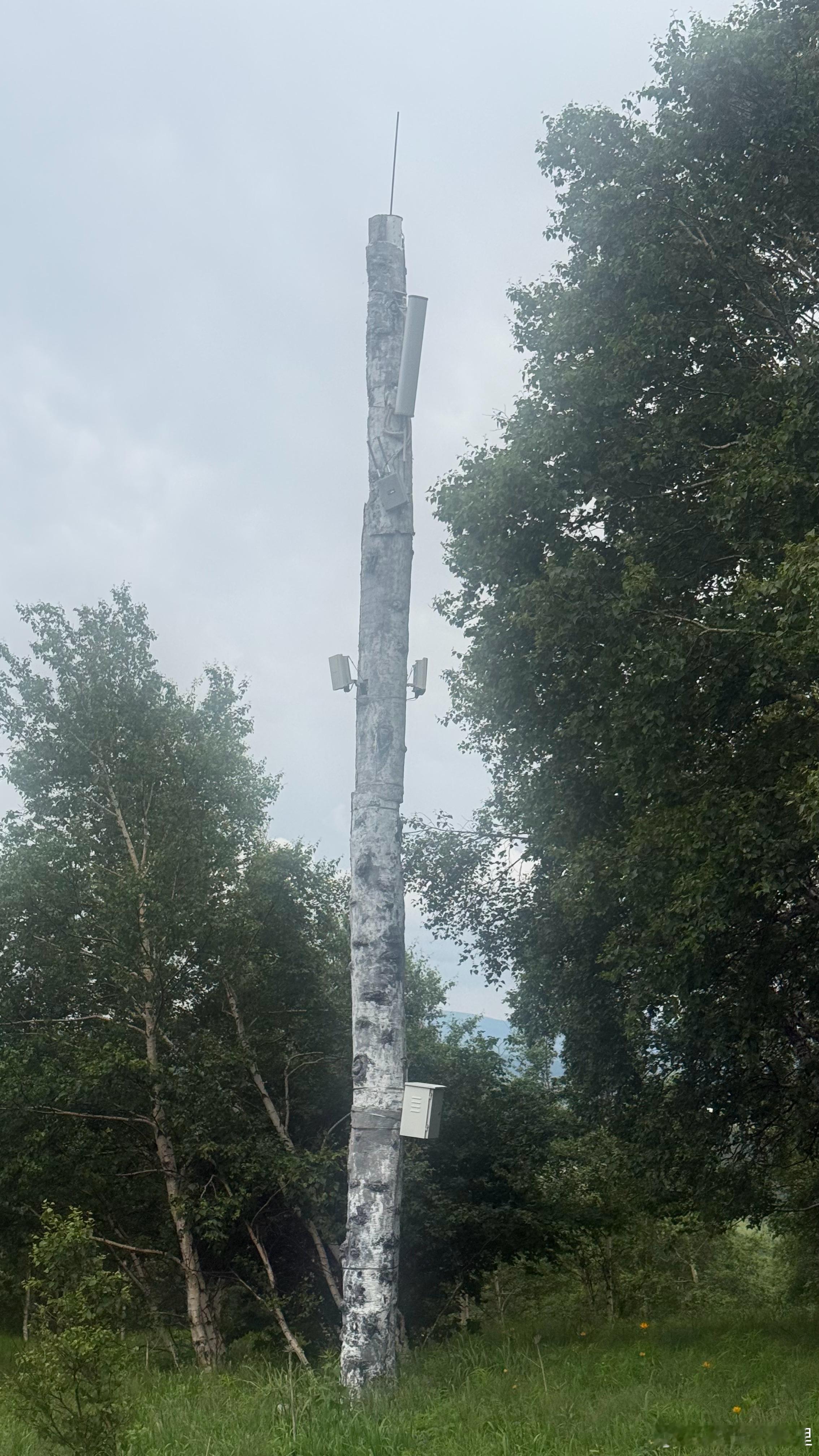 大隐隐于白桦树