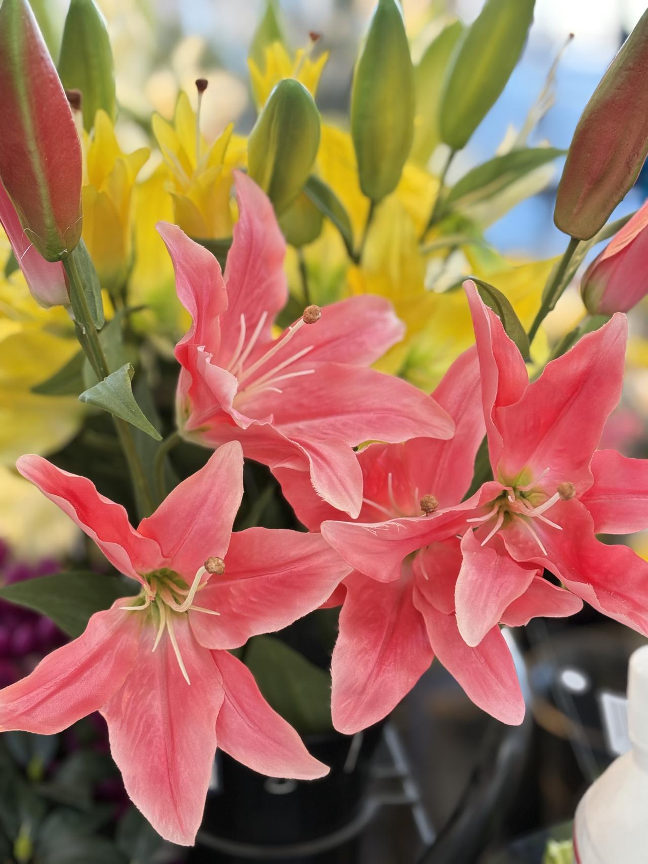 满园春色惹人醉，桃花依旧笑春风。