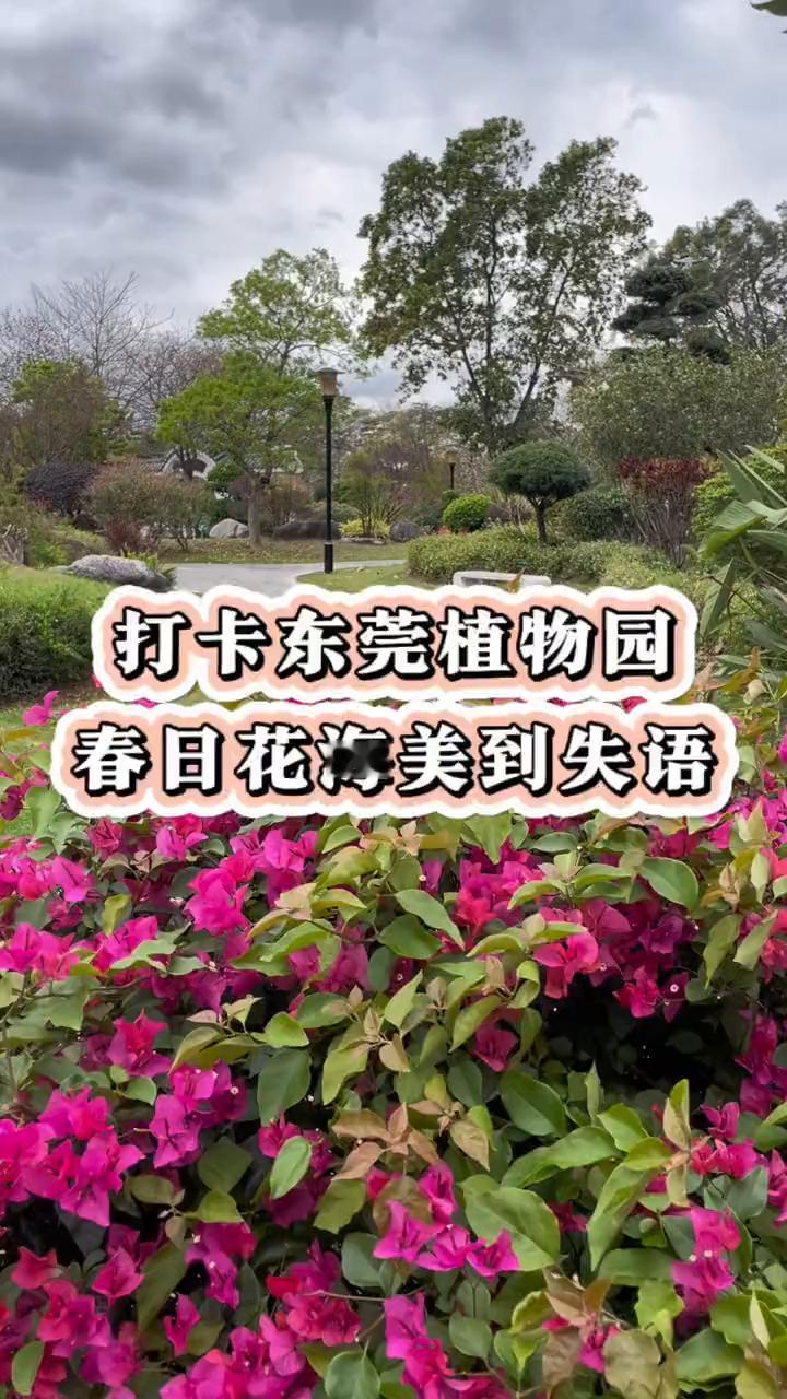 打卡东莞植物园，春日花海美到失语。