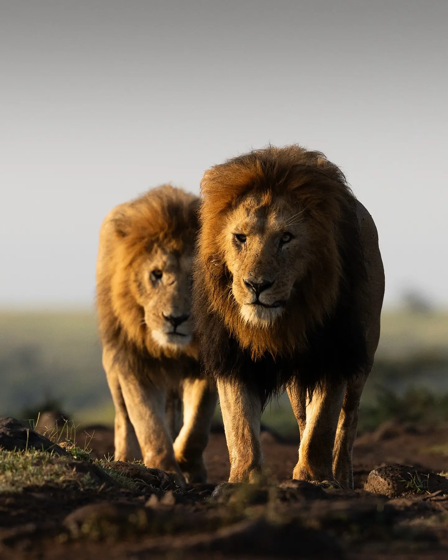 多看狮子，为你增加威严气质，王者风范。 带你杀出重围，走出困境。