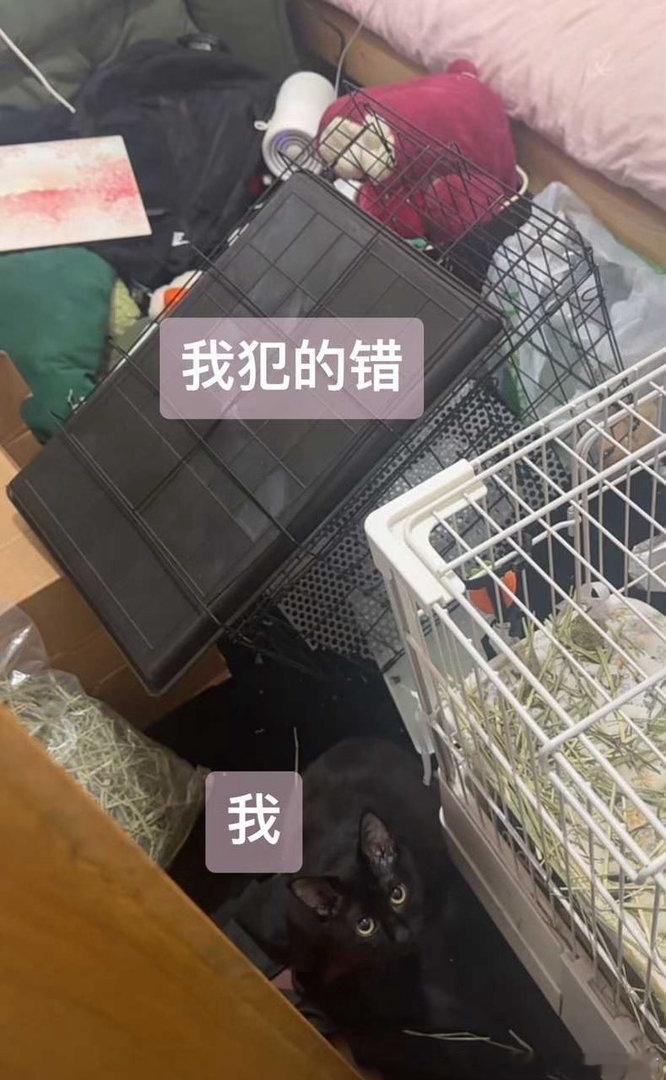 50798【挑战你测】丑猫巅峰 