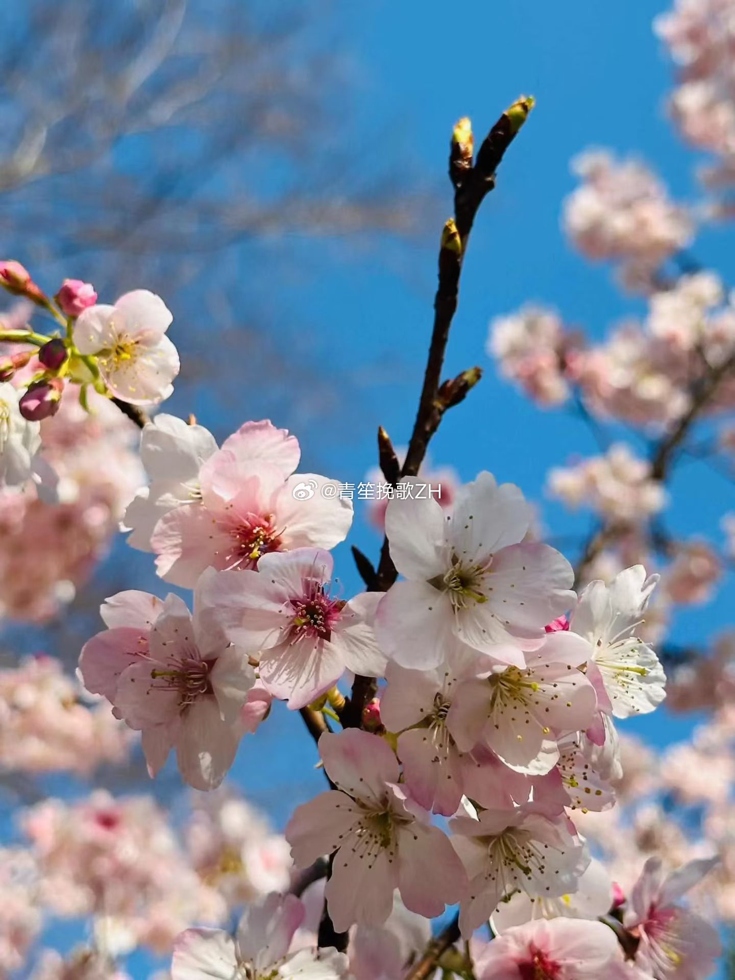 随手拍今天是春分喜遇龙抬头，19年一遇。祝大家春天快乐，一切美好，恰如其分。☀ 