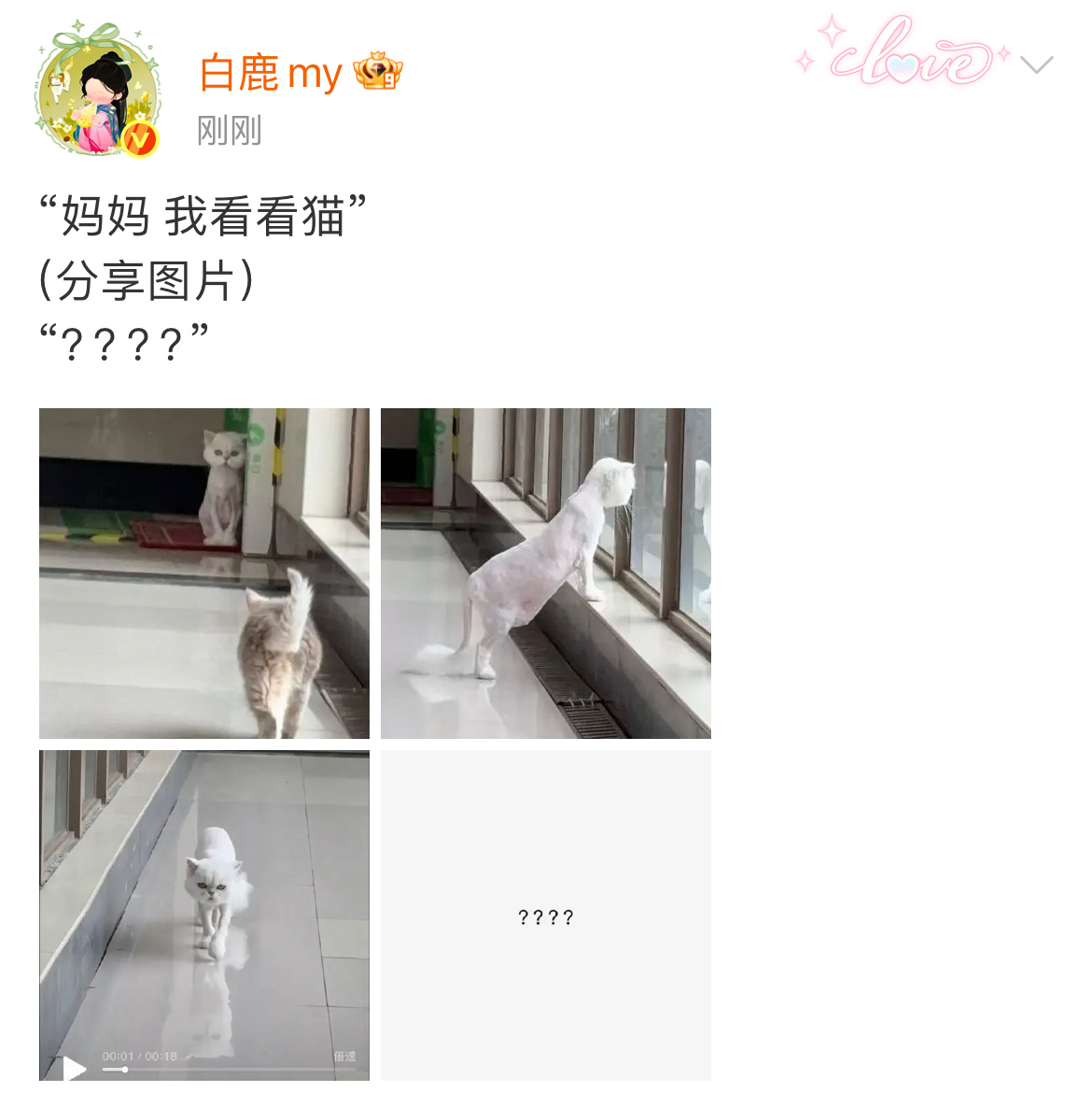 话说这是哪只猫