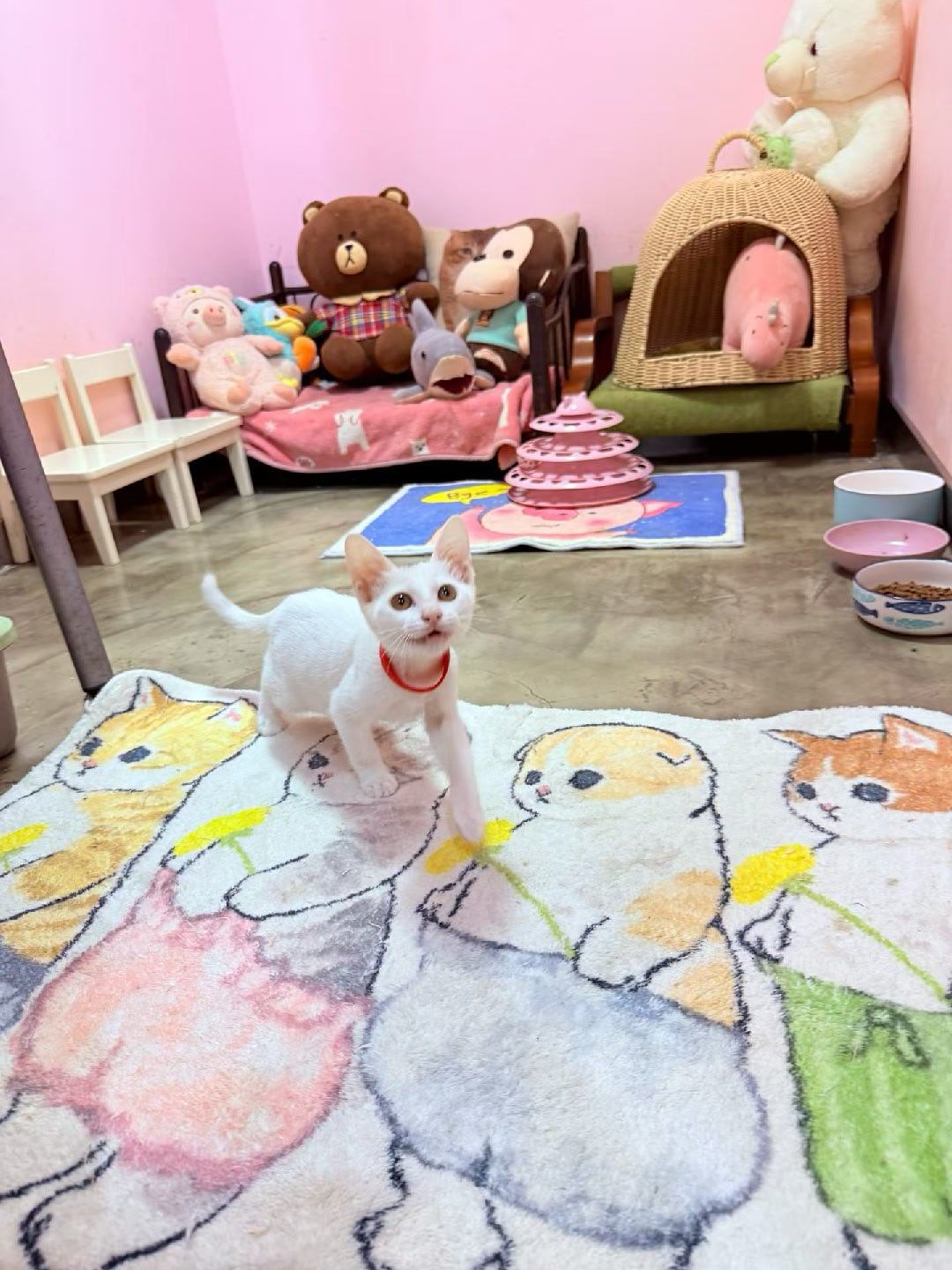 百看不腻深圳领养