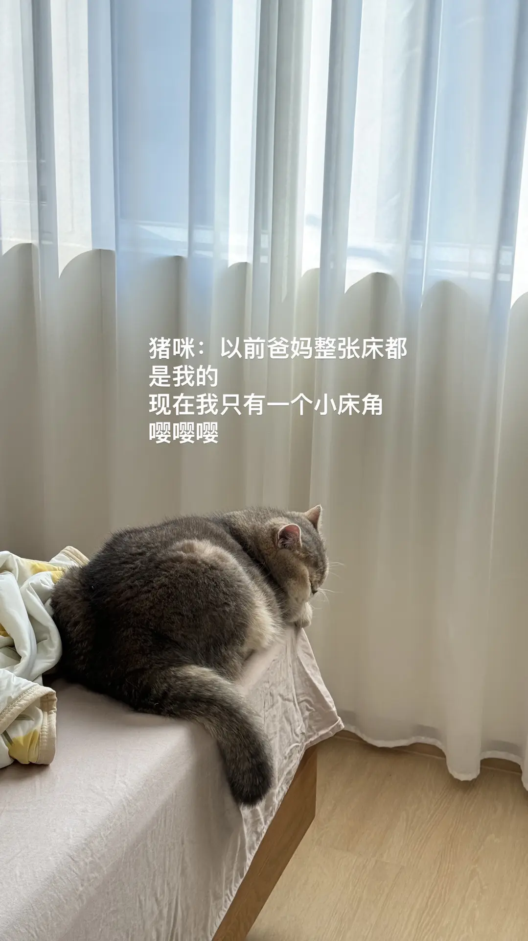 我在哄娃睡觉，无暇关注招财 后来因为实在哄不着，就让月嫂抱去哄睡了 回...