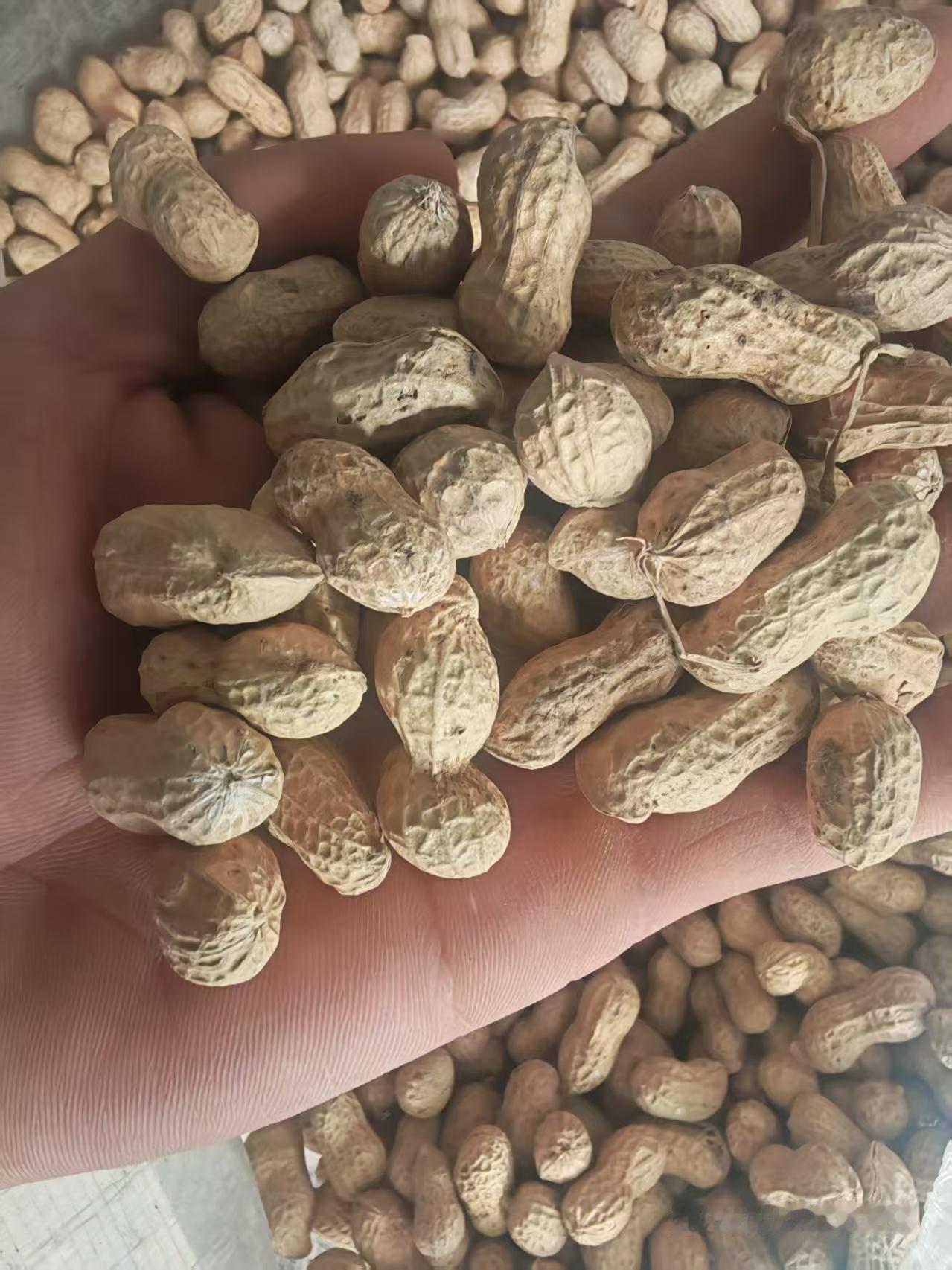 花生价格2026年4月25日河南驻马店市汝南花生价格行情

白沙麦茬通货收3.7