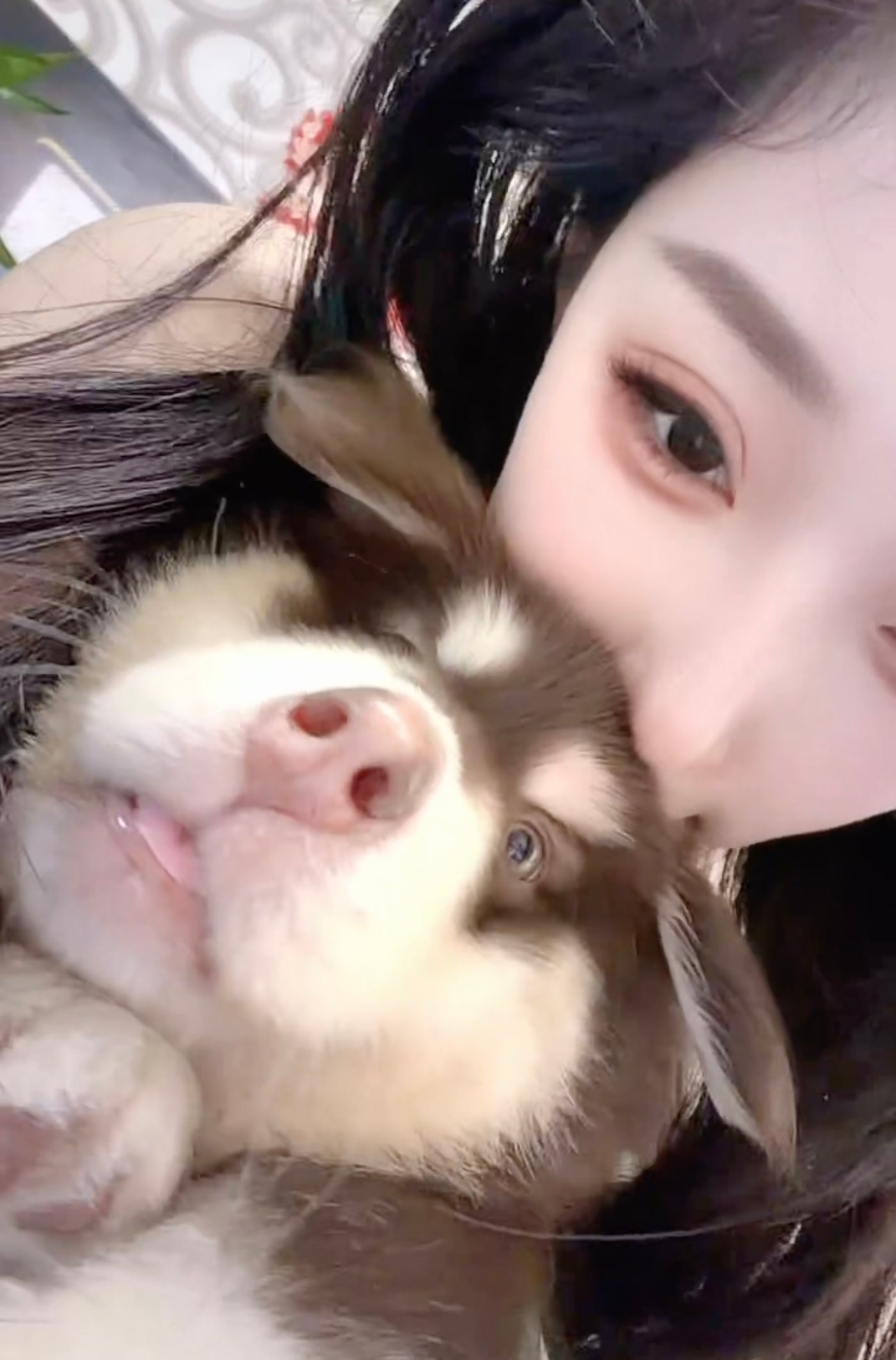 爱与忠诚都藏在这个毛茸茸的小脑袋里从小喜欢狗的我在今年终于拥有了一只属于我的小狗