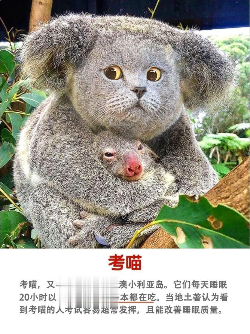 什么动物换上猫脸就会忘记他原来的样子 ​​​
