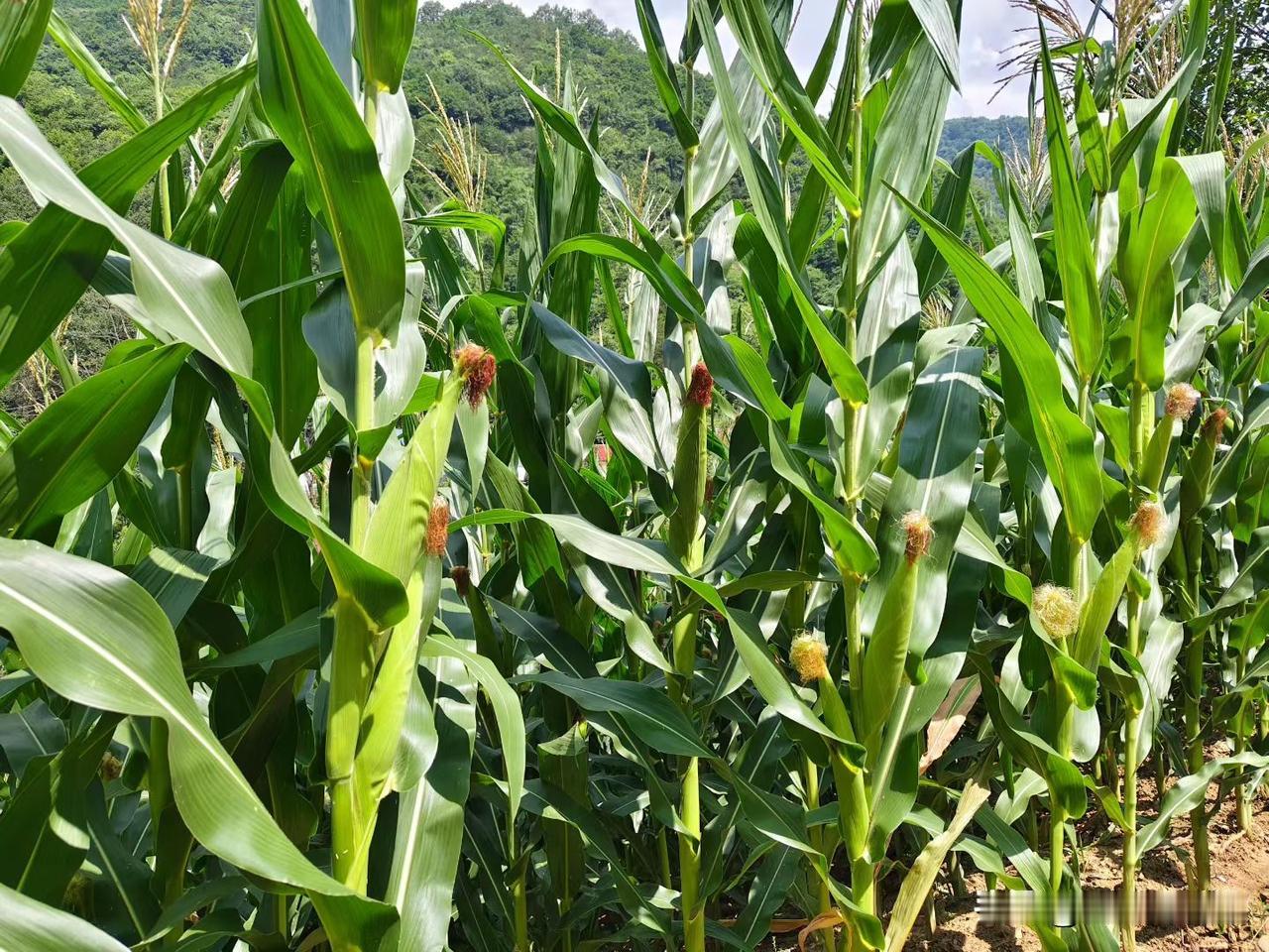 郁郁葱葱的玉米田，丰收在望！🌽🌾