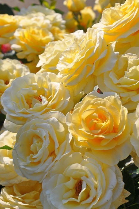 喜欢哈布斯堡的日本人图来自Angie Badu 