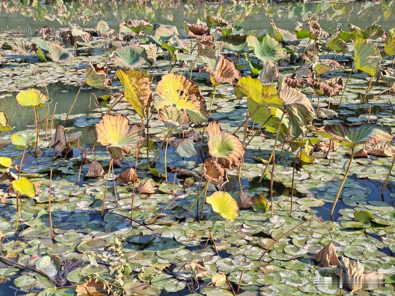 初冬公园一隅，随手一拍。

残荷不畏冬寒，仍然矗立在水塘间。

钓鱼人没有冬夏，