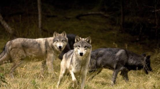 1964年，三名解放军战士在野狼谷遭遇狼群围攻，他们果断开枪，几只狼应声倒下，正