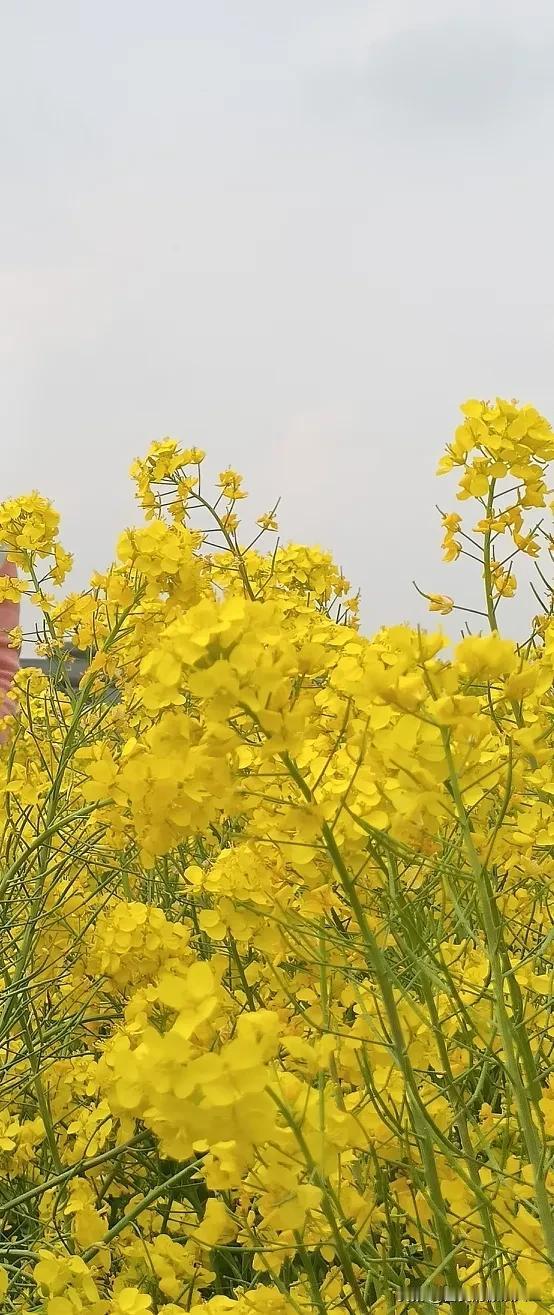 油菜花开



去年的[奸笑]