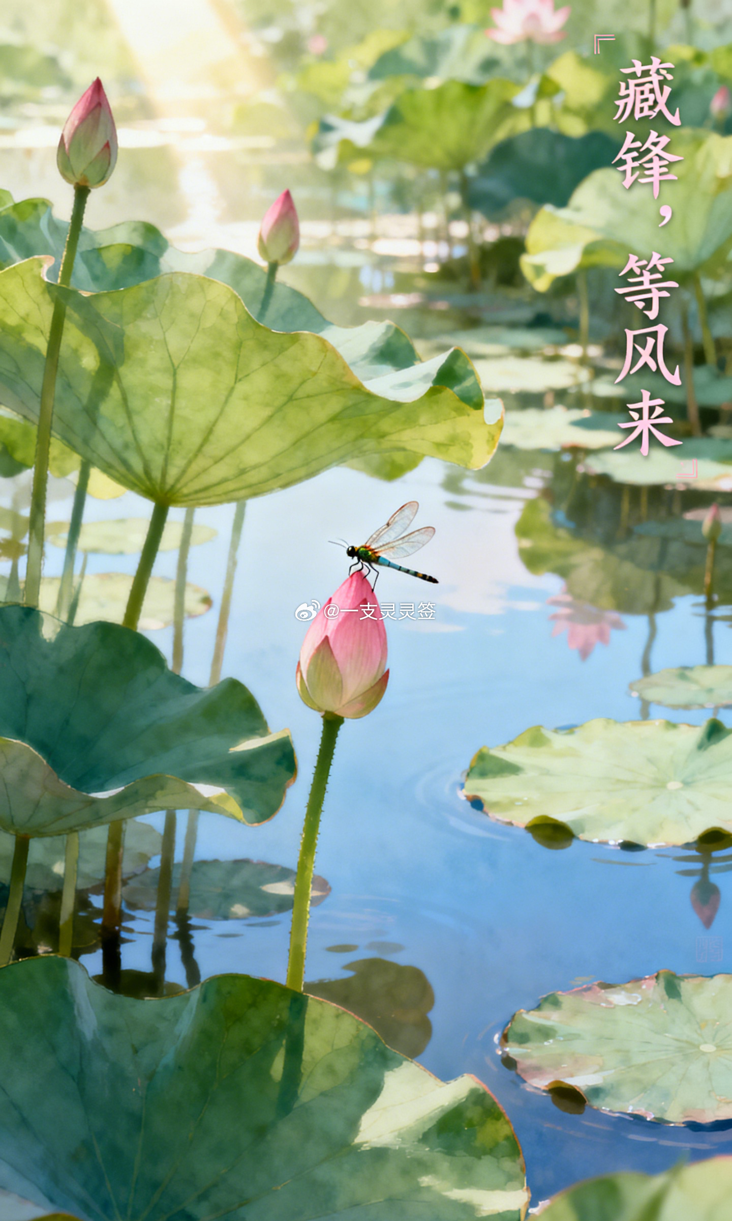 今年的三伏要过四十天。古人说伏，有金气在盛火之下暂时潜藏的意思。时节尚未轮到它，