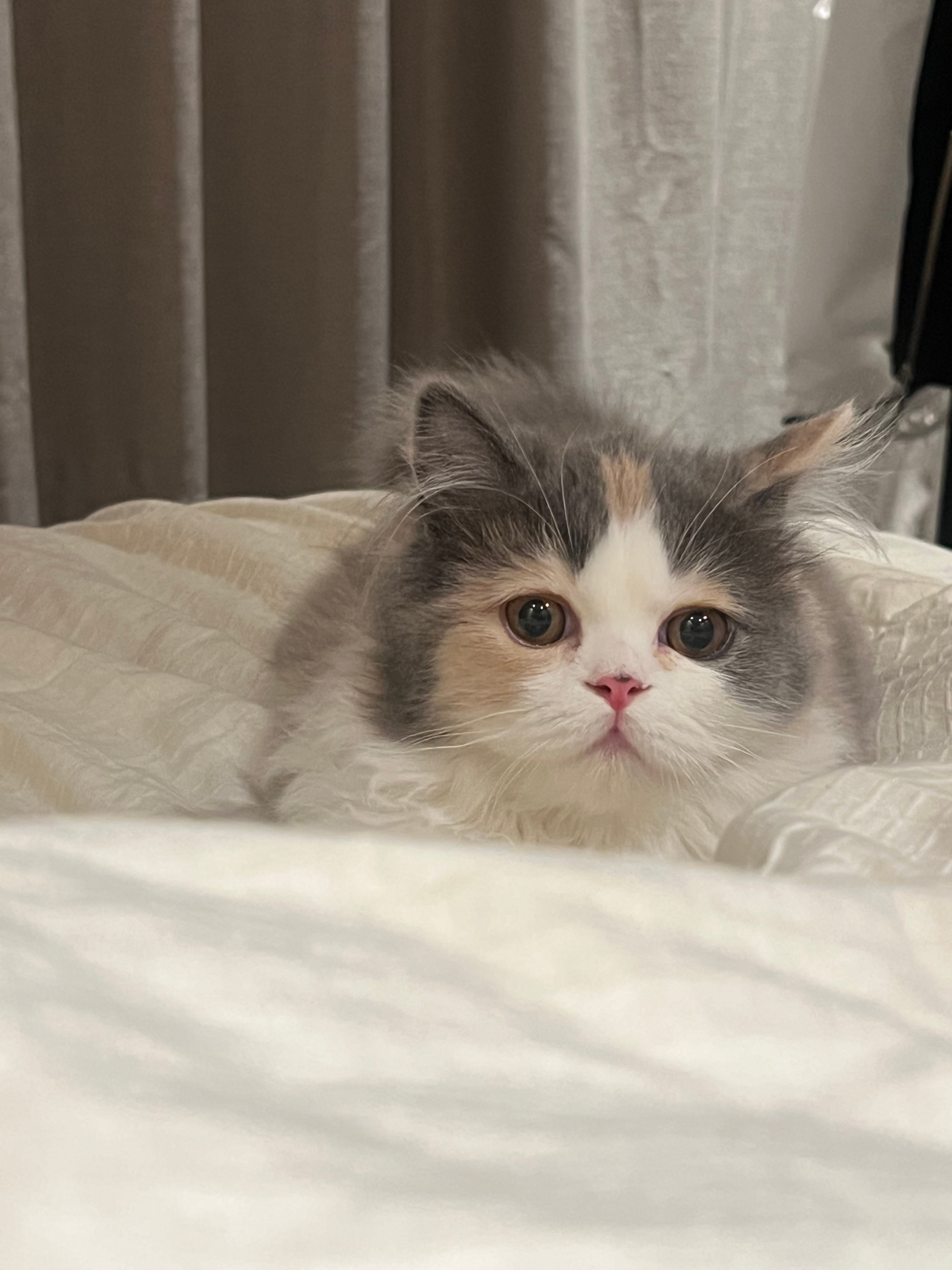 #日常分享接龙#女儿在天津养的第二只猫 ​​​