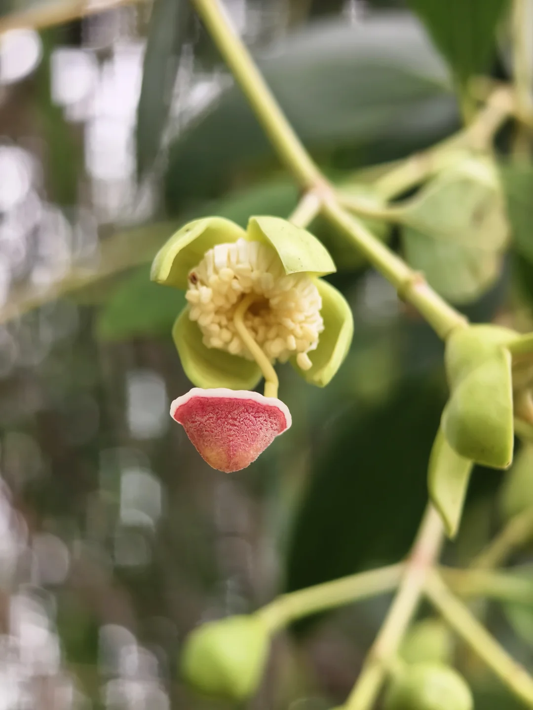 超萌的红树林植物/无瓣海桑花