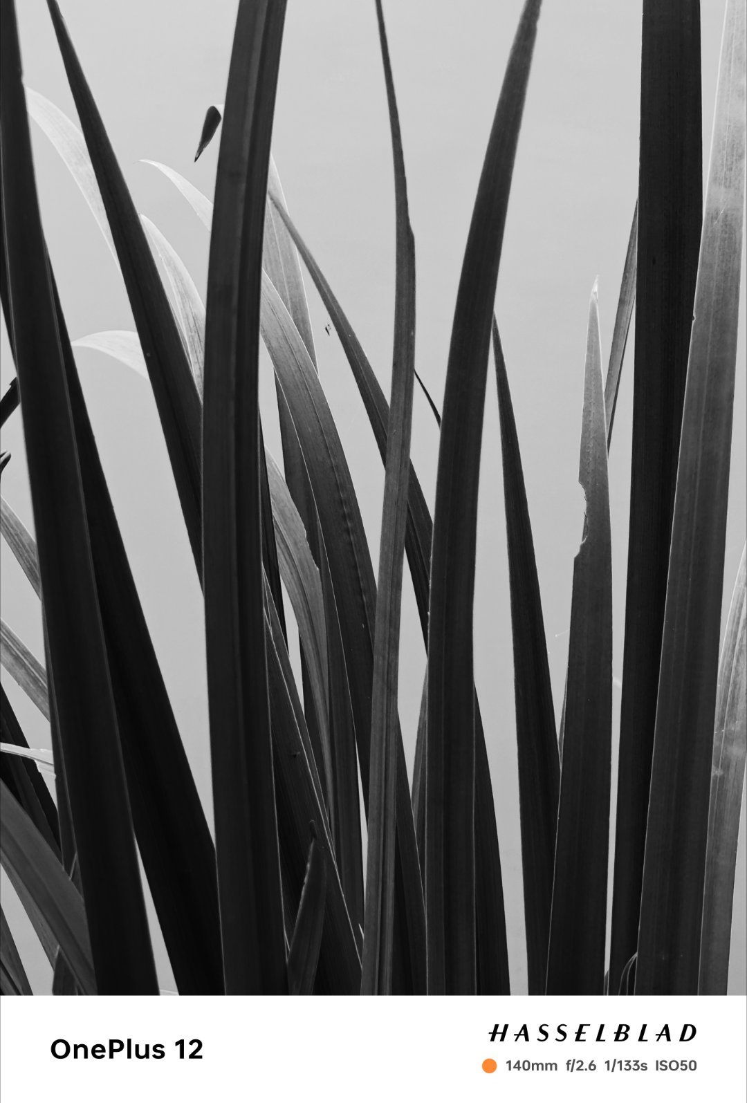 植物纯粹的线条美感，变成黑白能够更抽象的观察形状线条...#盛夏光年# ​​​