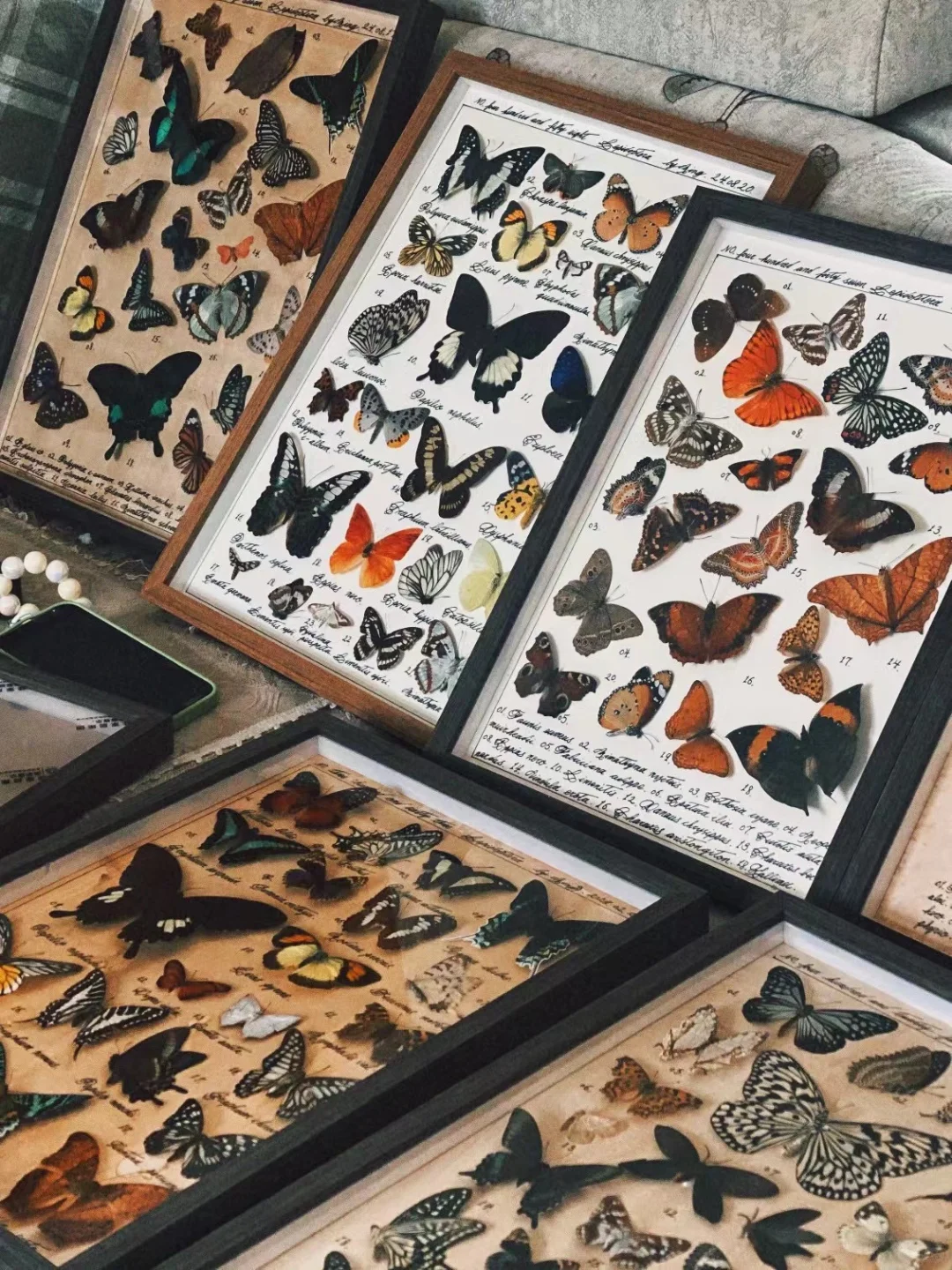 沙发如果不经常坐人 会长出很多蝴蝶来