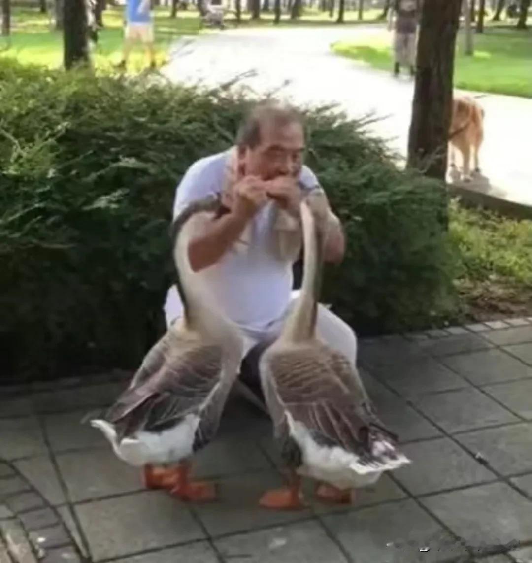 “铁锅炖大鹅”算不算宝藏兴趣？[笑哭]最近北美华人圈流行一梗“Goose Li小