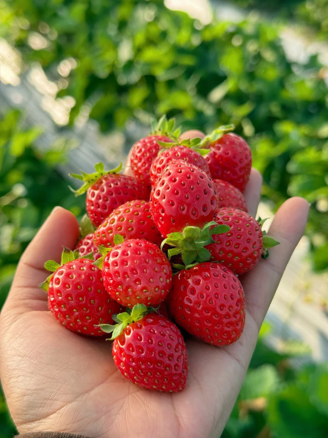 地里熟透采摘发货，没有科技的纯甜香野草莓