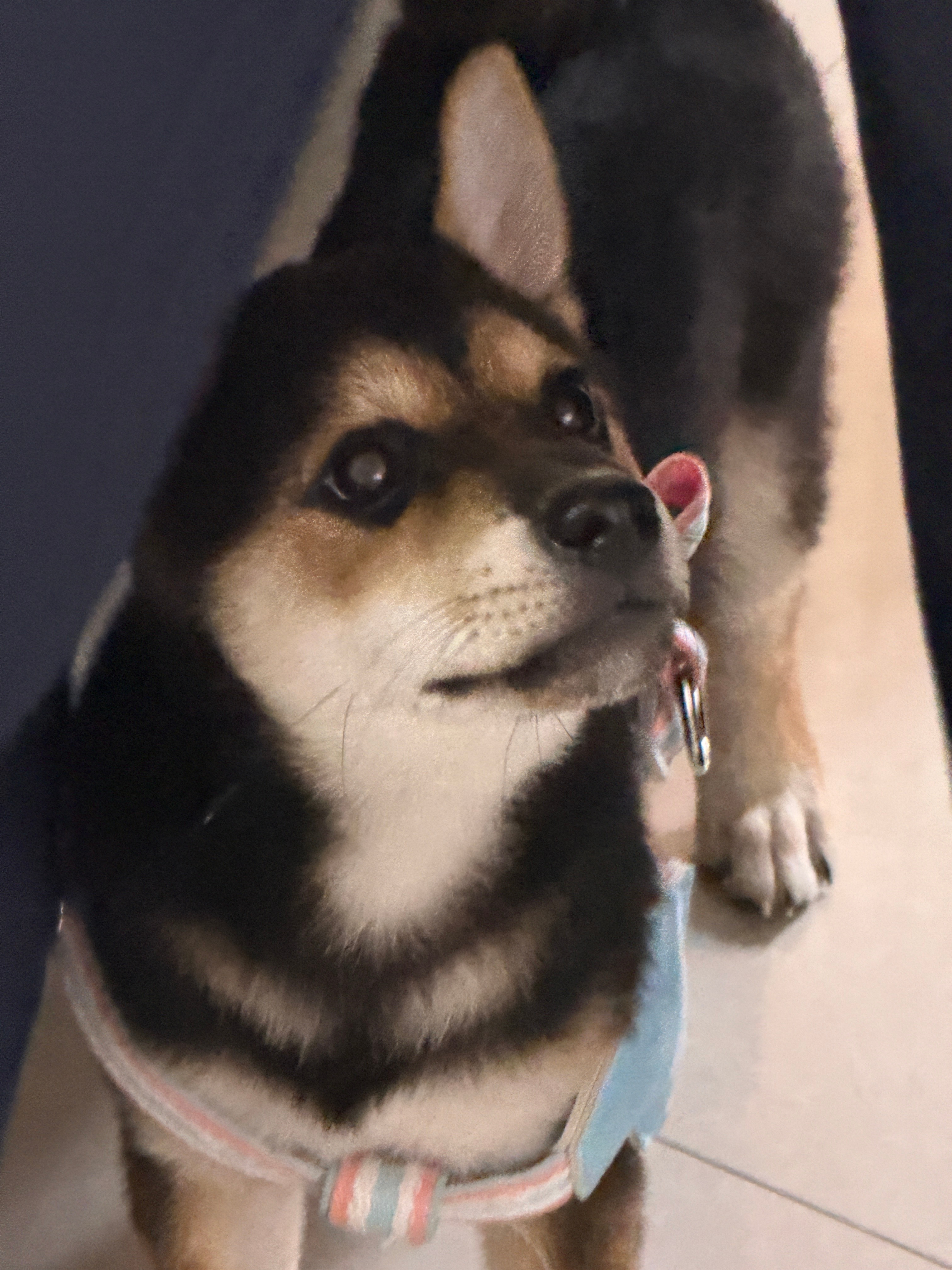 好刻板印象的柴犬长相（）