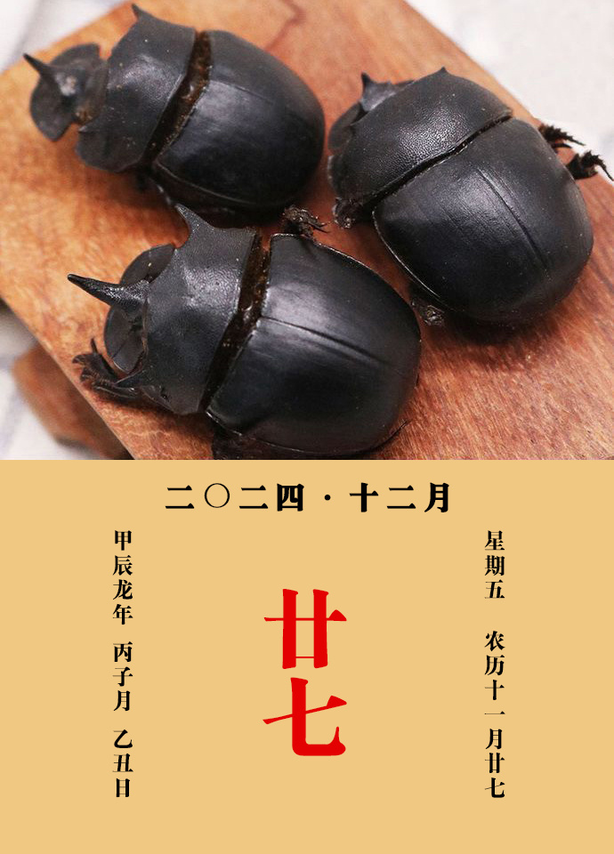 每天一味中草药  蜣螂，今名屎壳郎，大将军，味咸，性寒，有毒，归肝、胃、大肠经。