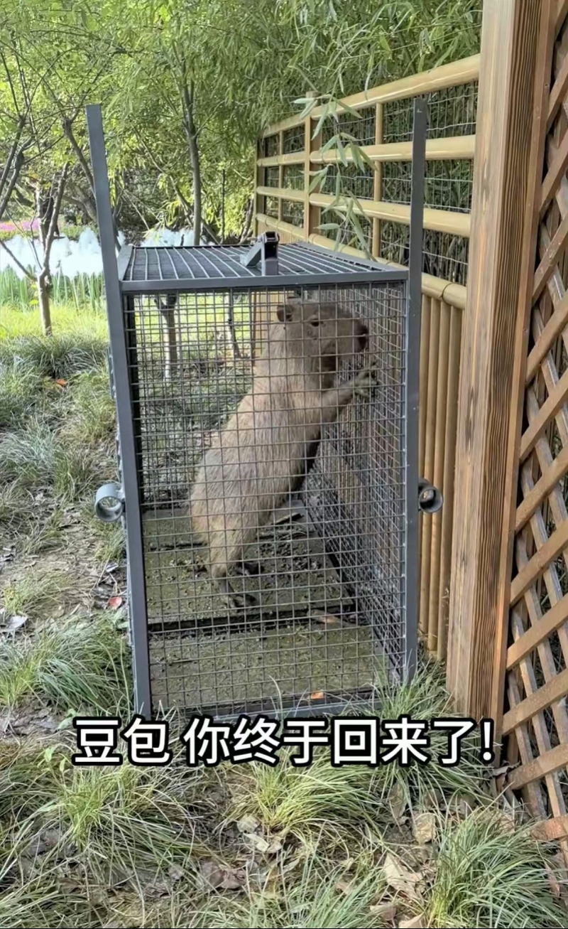 扬州动物园称“出逃”卡皮巴拉已自行回归！在外两个月长胖了