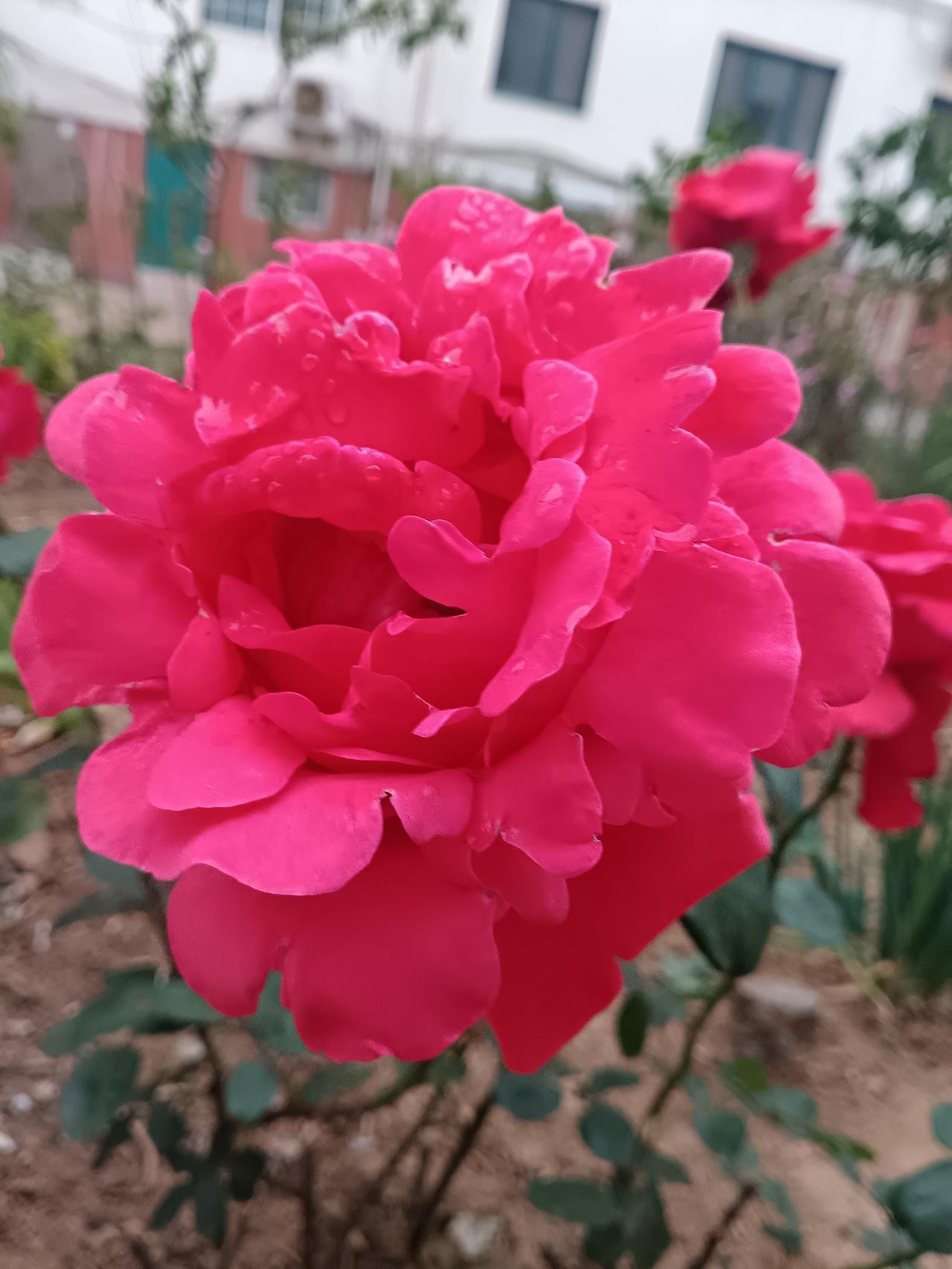 ，什么花都行
晚风轻拥艳红玫瑰，层叠花瓣凝着清露，热烈浓烈，自带风骨，温柔又桀骜